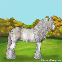 Horse Color:White Spotted Silver Black Sabino Rabicano 