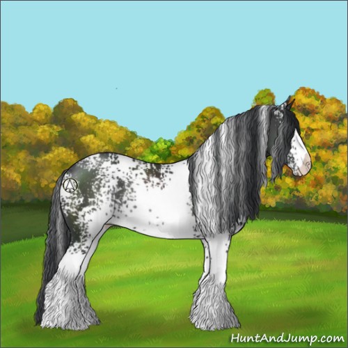 Horse Color:White Spotted Black Rabicano