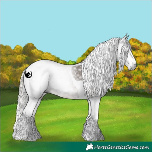 Horse Color:Gray Silver Black Sabino Tobiano Rabicano 