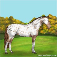 Horse Color:White Spotted Brown Pearl Near Leopard 