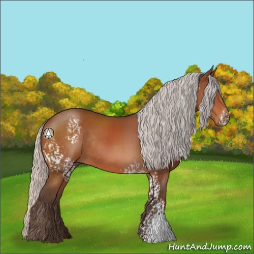 Horse Color:White Spotted Silver Bay Rabicano