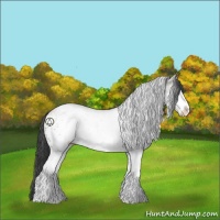 Horse Color:White Spotted Grullo 