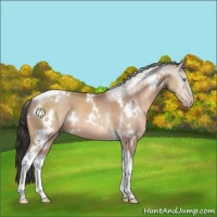 Horse Color:White Spotted Sable Champagne Tobiano 