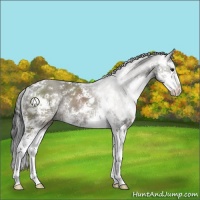 Horse Color:Grullo Sabino 