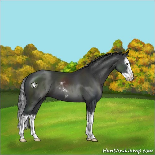 Horse Color:Black Sabino Splash 
