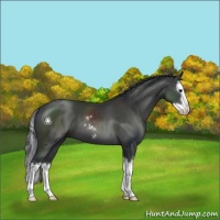 Horse Color:Black Sabino Splash 