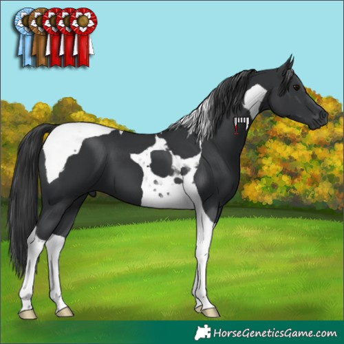Horse Color:Black Tobiano 