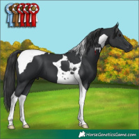 Horse Color:Black Tobiano 