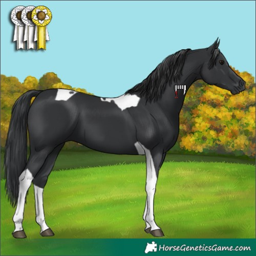 Horse Color:Black Tobiano 