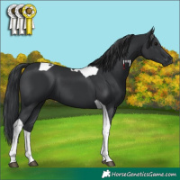 Horse Color:Black Tobiano