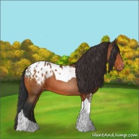 Horse Color:Bay Tobiano Appaloosa 
