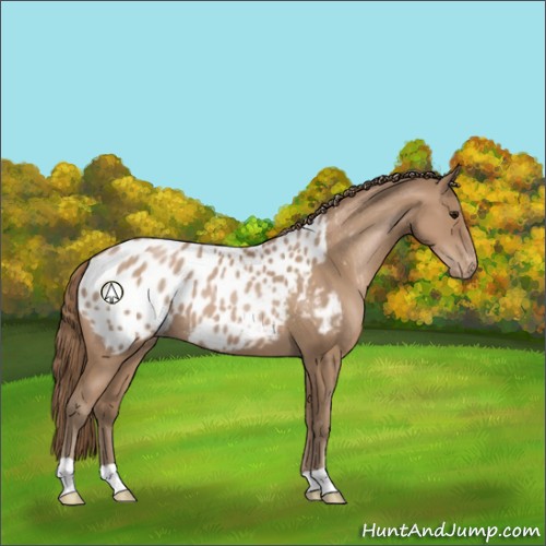 Horse Color:Black Pearl Appaloosa 