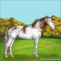 Horse Color:White Spotted Silver Brown 