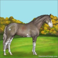 Horse Color:Silver Black Sabino 