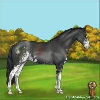 Horse Color:Black Sabino 
