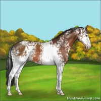 Horse Color:White Spotted Brown 