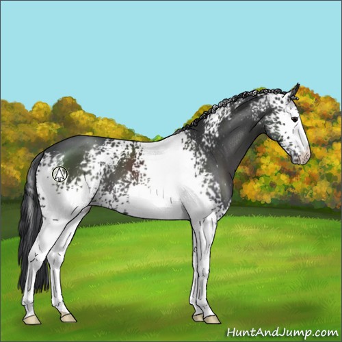 Horse Color:White Spotted Black 