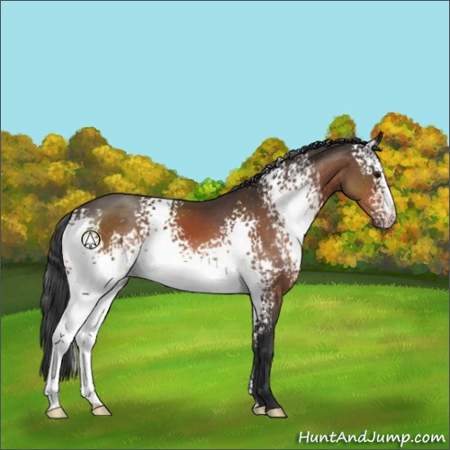 Horse Color:White Spotted Brown 