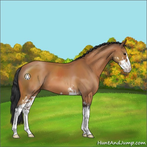 Horse Color:Bay Sabino 
