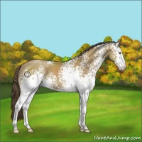 Horse Color:White Spotted Classic Cream Champagne 