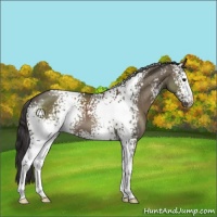 Horse Color:White Spotted Smoky Grullo 