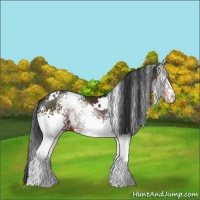 Horse Color:White Spotted Brown 