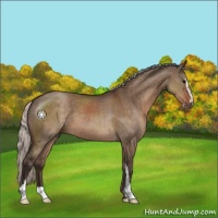 Horse Color:Silver Brown Dun Sabino 