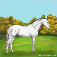 Horse Color:Buckskin Pearl Dun Sabino 