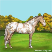 Horse Color:Silver Buckskin Pearl Sabino Appaloosa 