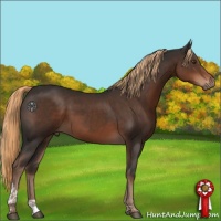 Horse Color:Liver Chestnut Tobiano