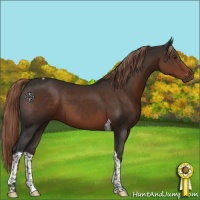 Horse Color:Liver Chestnut Tobiano 
