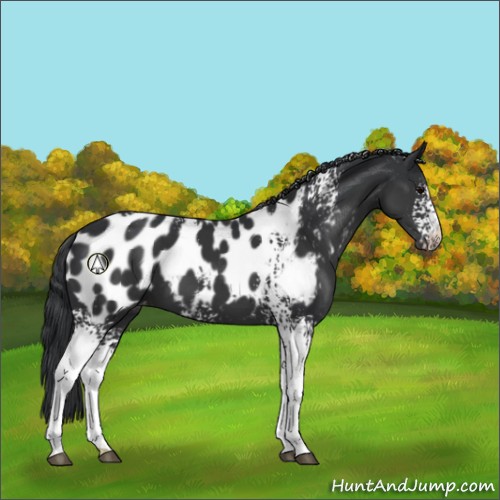 Horse Color:White Spotted Black Appaloosa