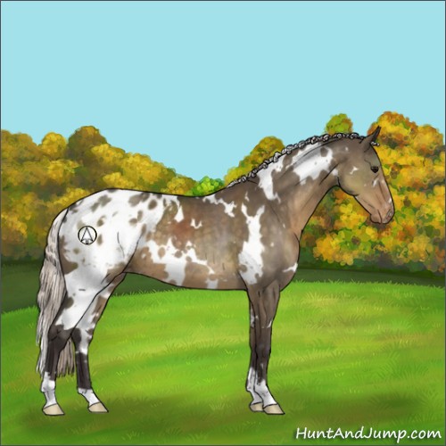 Horse Color:White Spotted Silver Smoky Grullo Appaloosa 