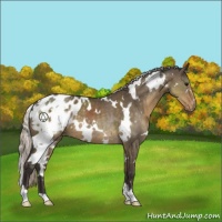 Horse Color:White Spotted Silver Smoky Grullo Appaloosa 