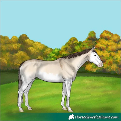 Horse Color:Classic Cream Champagne Roan Onyx Splash 