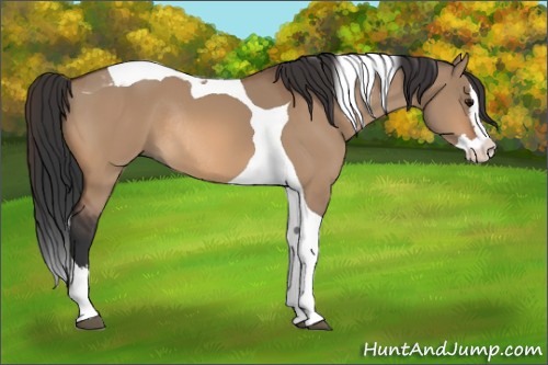 Horse Color:Bay Dun Splash Tobiano Rabicano 