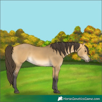 Horse Color:Buckskin Dun 