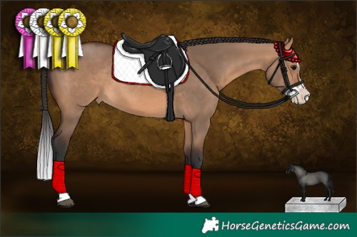 Horse Color:Bay Dun Splash Rabicano
