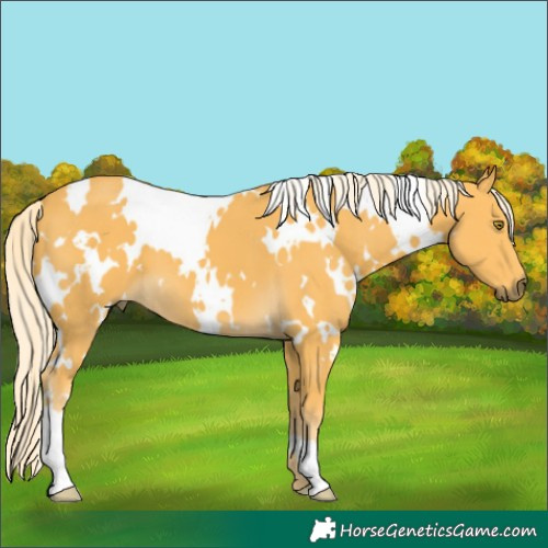 Horse Color:White Spotted Palomino 