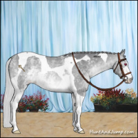 Horse Color:White Spotted Silver Bay Chinchilla Tobiano 