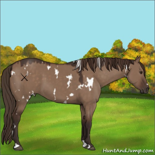 Horse Color:White Spotted Liver Red Dun 
