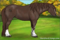 Horse Color:White Spotted Liver Chestnut 