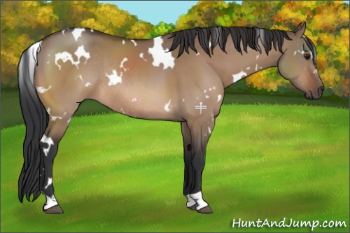 Horse Color:White Spotted Bay Dun Rabicano 