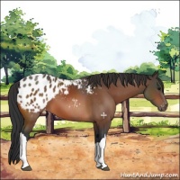 Horse Color:Bay Appaloosa 