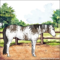 Horse Color:White Spotted Smoky Grullo 