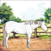 Horse Color:White Spotted Smoky Black Pearl