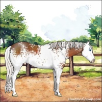 Horse Color:White Spotted Silver Brown Splash 