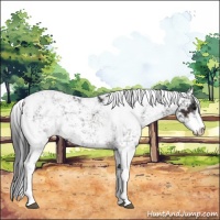 Horse Color:Brown Sabino 
