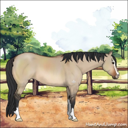 Horse Color:Bay Dun Sabino 