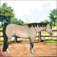 Horse Color:Bay Dun Sabino 